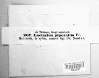 Lactifluus piperatus image
